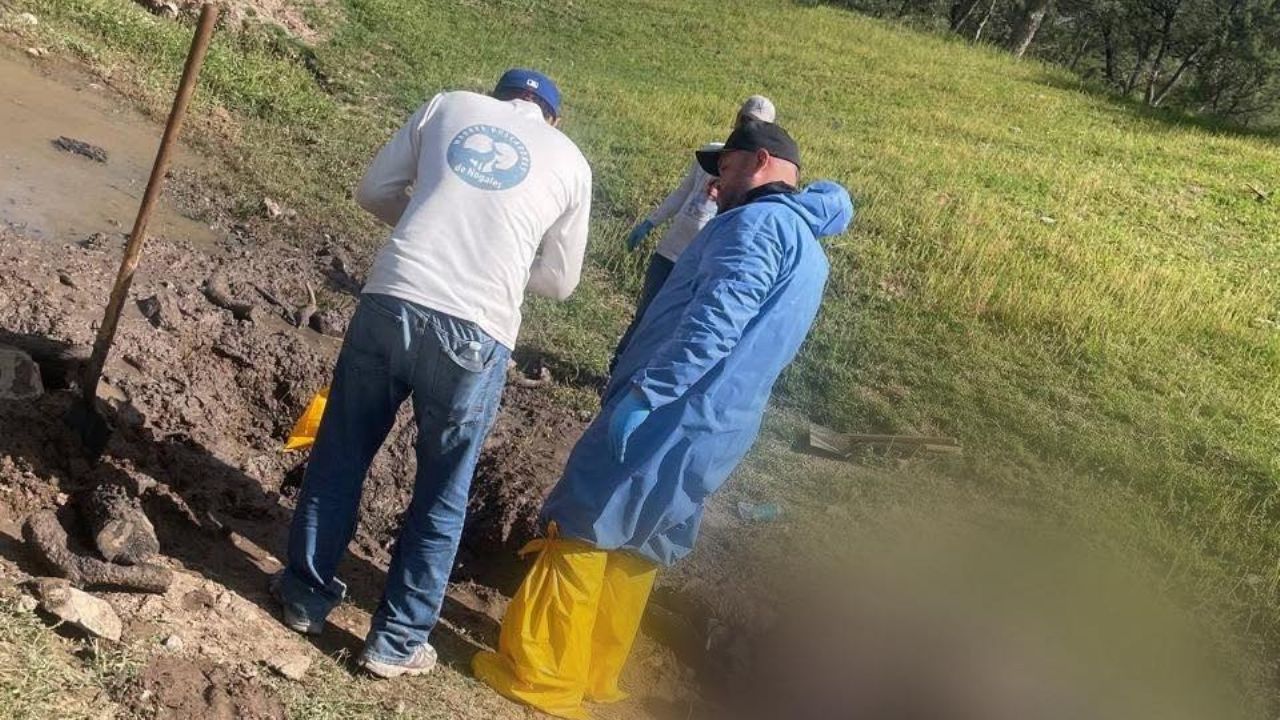 Madres Buscadoras localizan dos cuerpos en Sonora; una víctima ya fue identificada