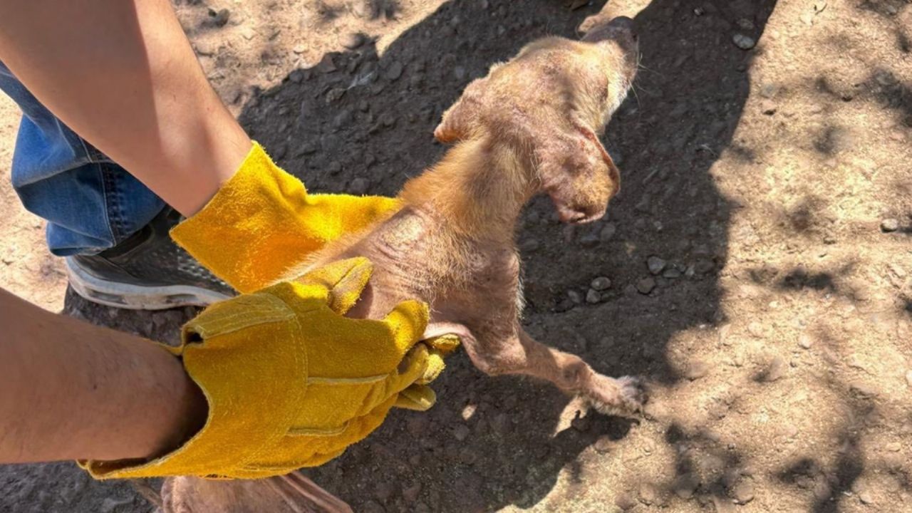 Maltrato animal: Rescatan a 31 aves y 11 perros desnutridos en domicilio de Guaymas