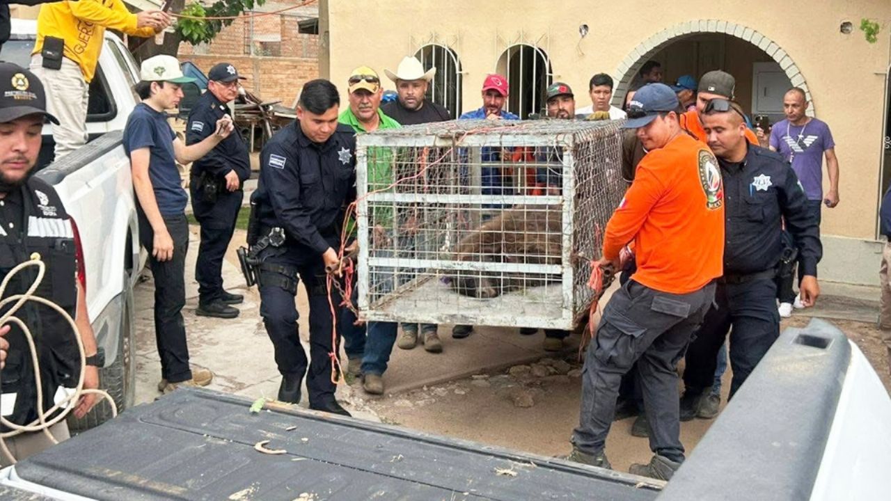 VIDEO: Rescatan a oso atrapado en árbol de Agua Prieta, Sonora; así fue el operativo