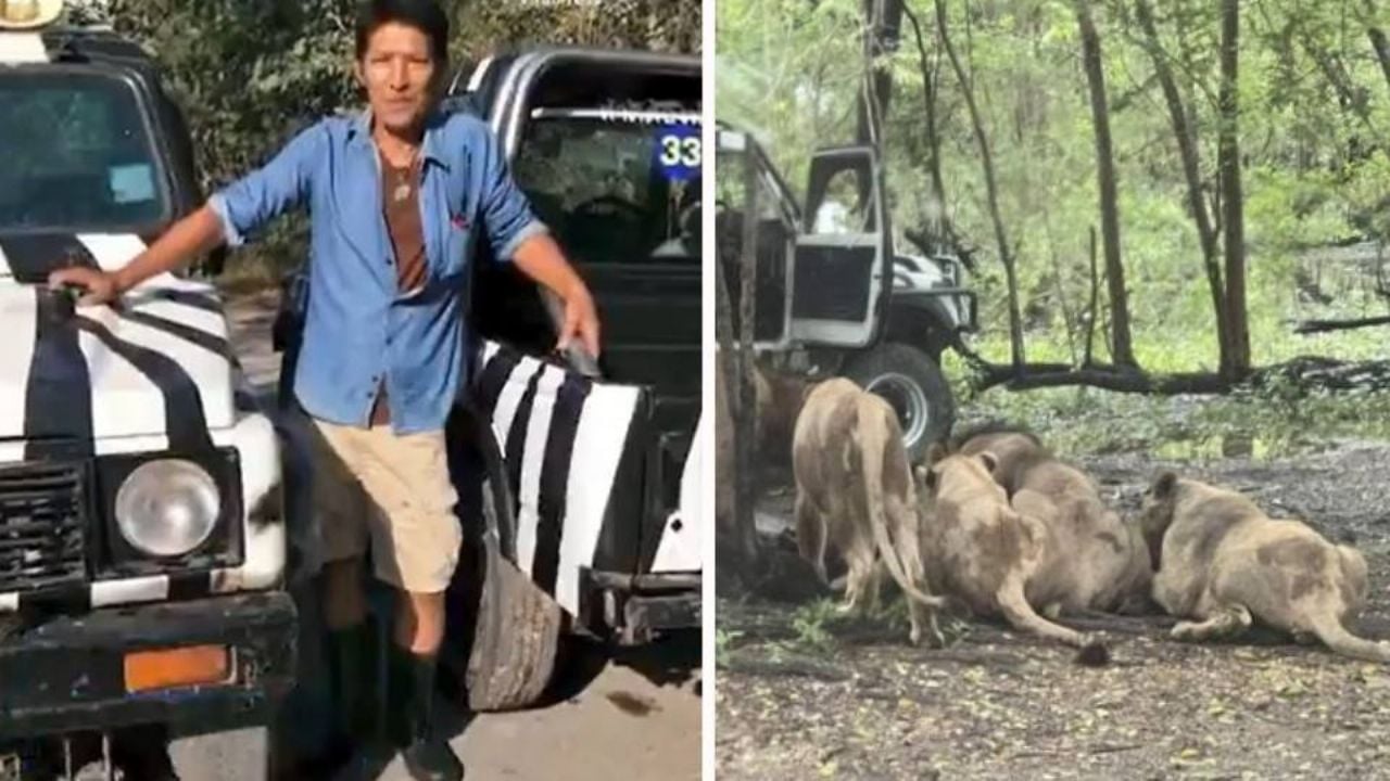 FUERTE VIDEO: Grupo de leones devora a un cuidador en conocido zoológico de Tailandia