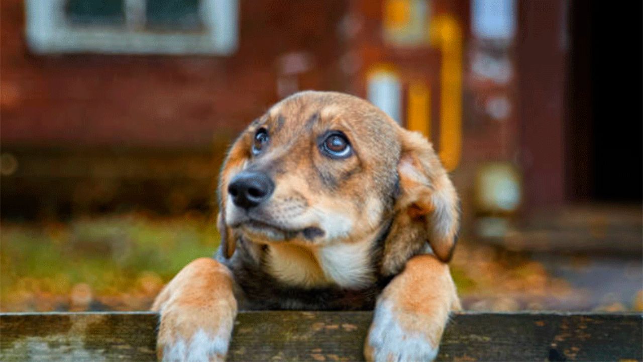 Sujeto es detenido en Oaxaca por matar a un perro a balazos y abandonarlo en la calle