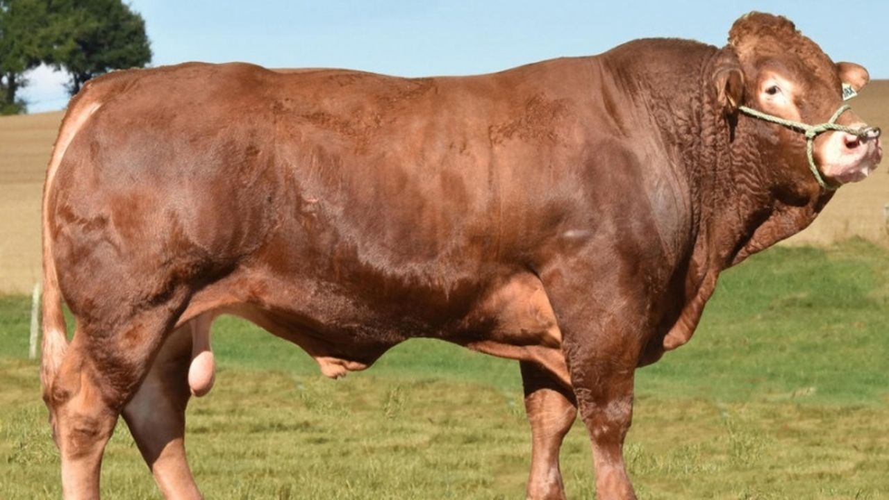 Sader lanza registro para adquirir sementales, habrá simulacro y más noticias en Tribuna Top 3 Sonora