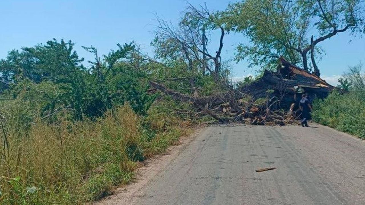 Bomberos retirarán álamos peligrosos en la carretera Tesia-Navojoa