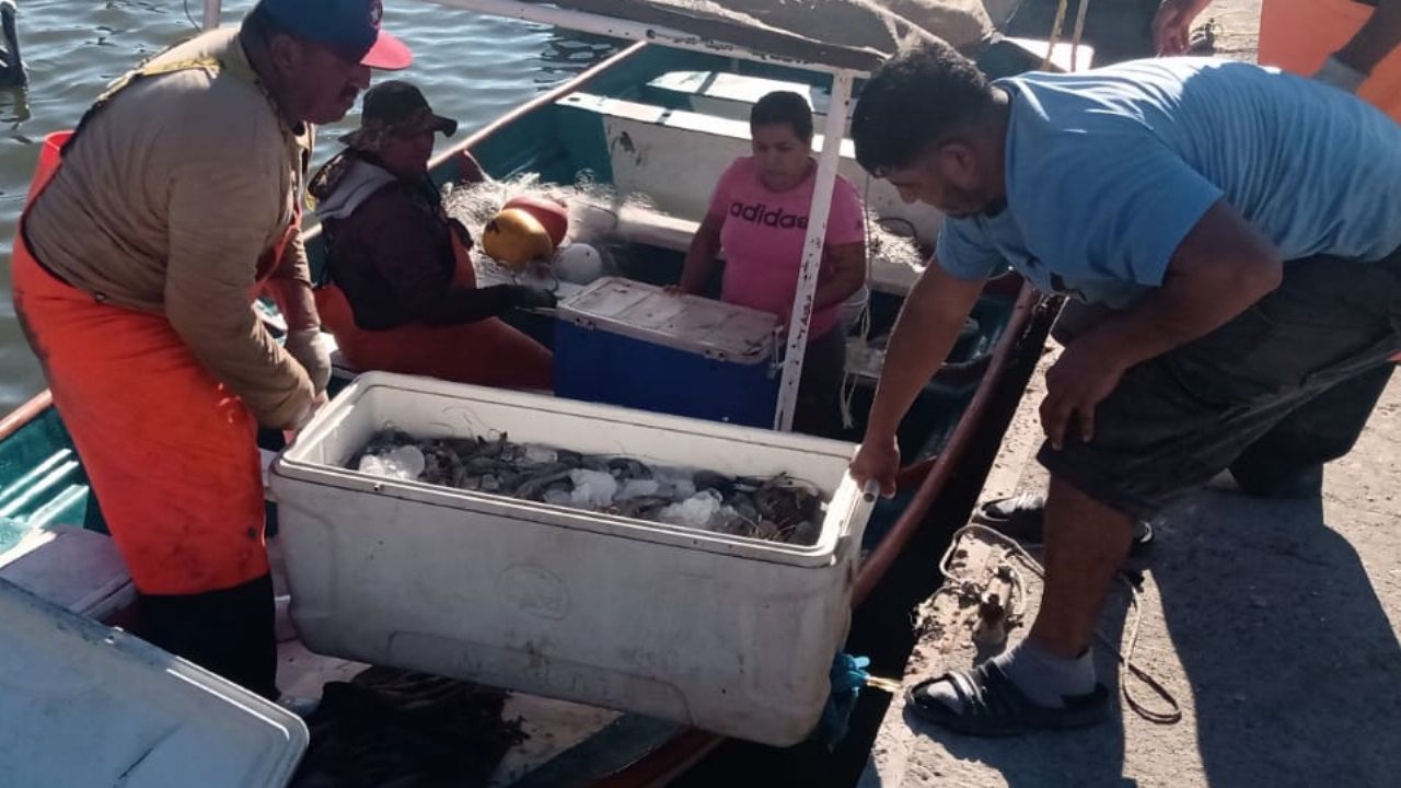 Capturas tienen ligera mejoría en segundo día de la temporada camaronera en Guaymas y Empalme
