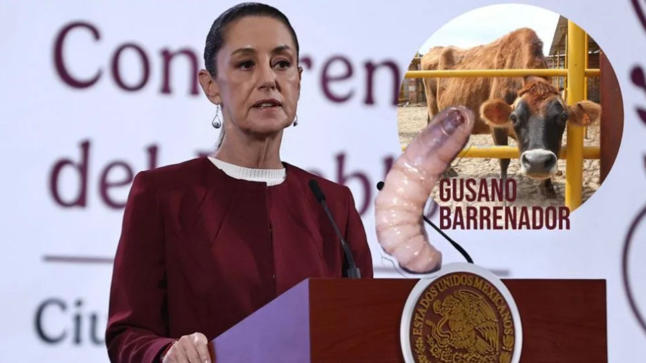 Sheinbaum afirma que acuerdo de importación de ganado a EU “va adelantado” tras brote de gusano barrenador