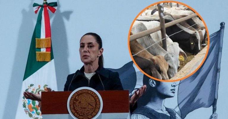 Sheinbaum asegura continuidad en exportaciones de ganado