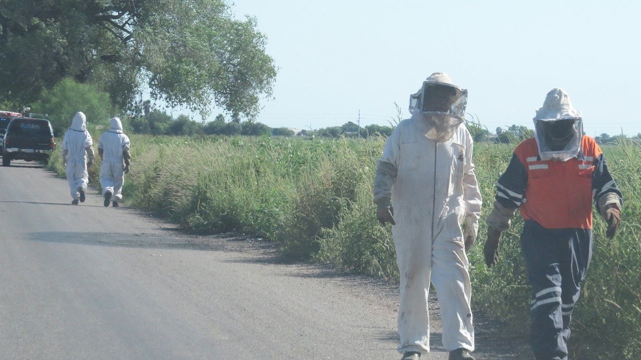 Autoridades llaman a la calma ante presencia de abejas en Cajeme; evacúan escuela por panal cercano