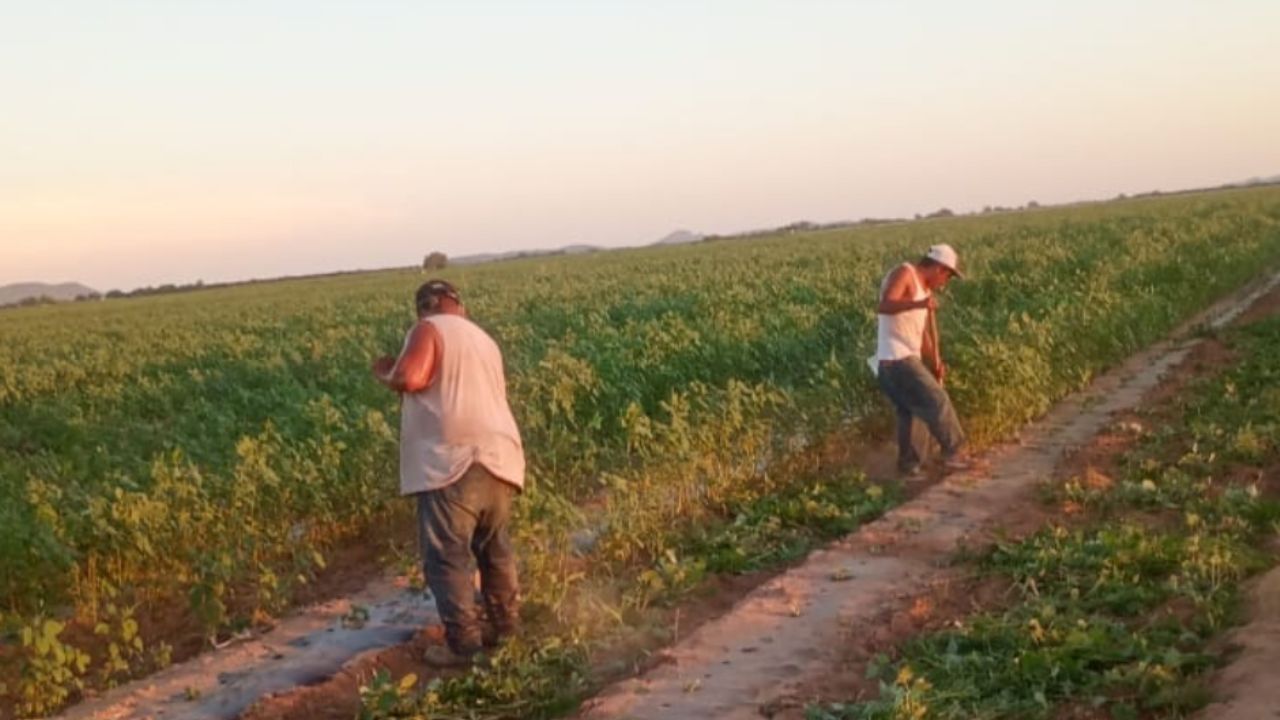 Campos de Guaymas y Empalme esperan llegada de 16 mil jornaleros por temporada hortícola
