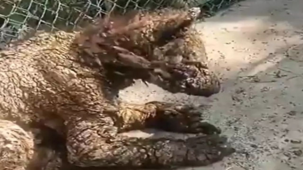 Denuncian abandono de osa parda en zoológico ‘La Pastora’ en Nuevo León; exigen a Profepa intervenir