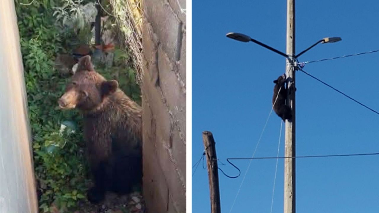 Moviliza a cuerpos de emergencia avistamiento de oso en Cananea; ya está resguardado