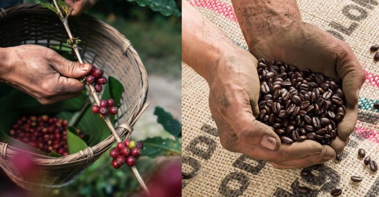 Hoy es un día para reconocer a quienes trabajan en la producción del café 