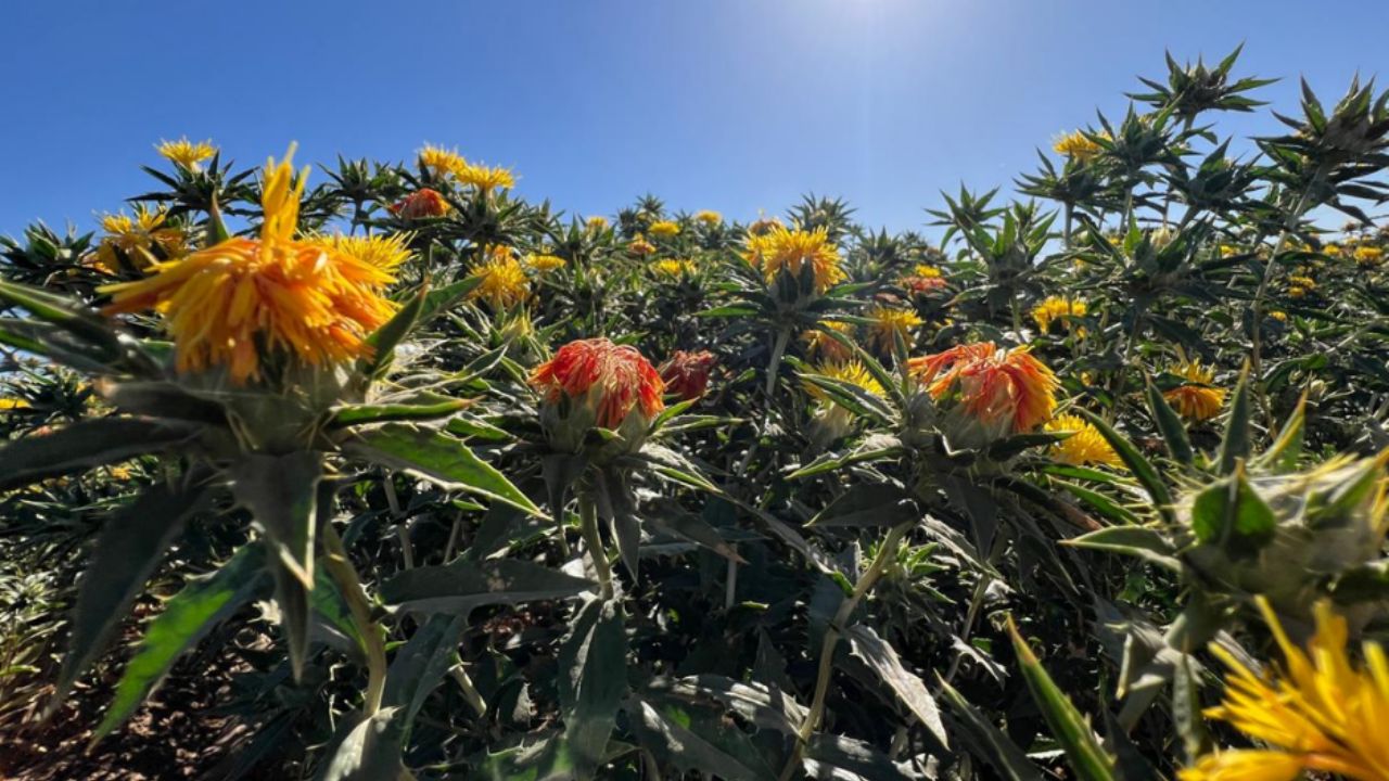 Apoyo a pequeños productores de Sonora: Amplían periodo de registro para programa de ayuda por sequía