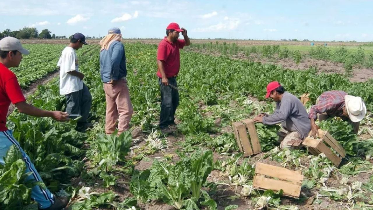 Estiman que habría mil 200 jornales menos en campos agrícolas de Guaymas y Empalme