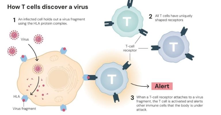 Cómo las células T descubren un virus