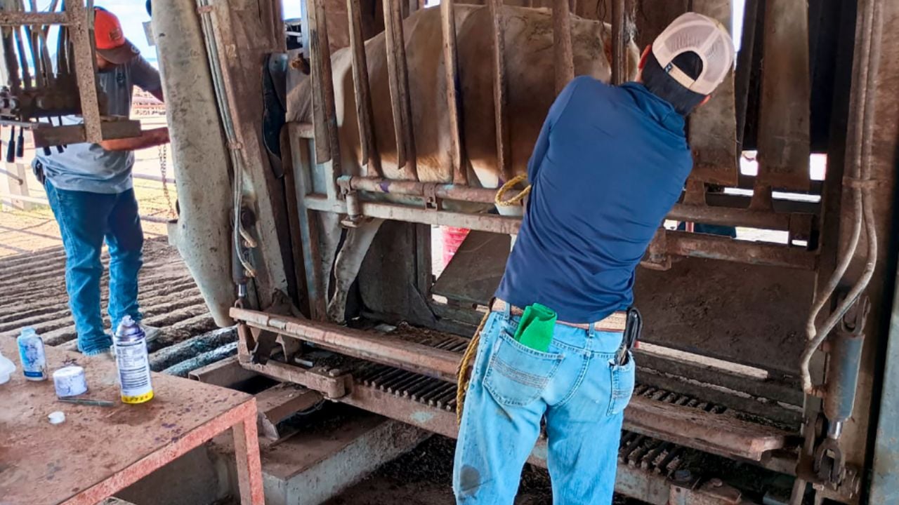 México encuentra un nuevo caso de gusano barrenador en Nuevo León; EU enviará personal