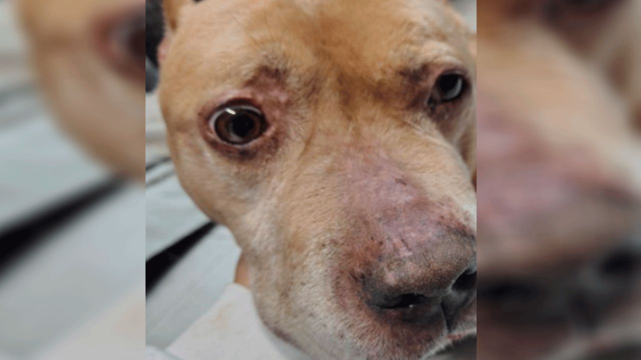Aslan, el pitbull de la explosión en Iztapalapa, continúa grave; buscan a sus dueños
