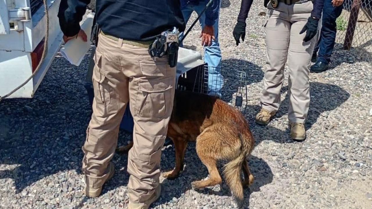 Catean hotel para perros en Hermosillo; aseguran a 30 caninos tras denuncia de maltrato