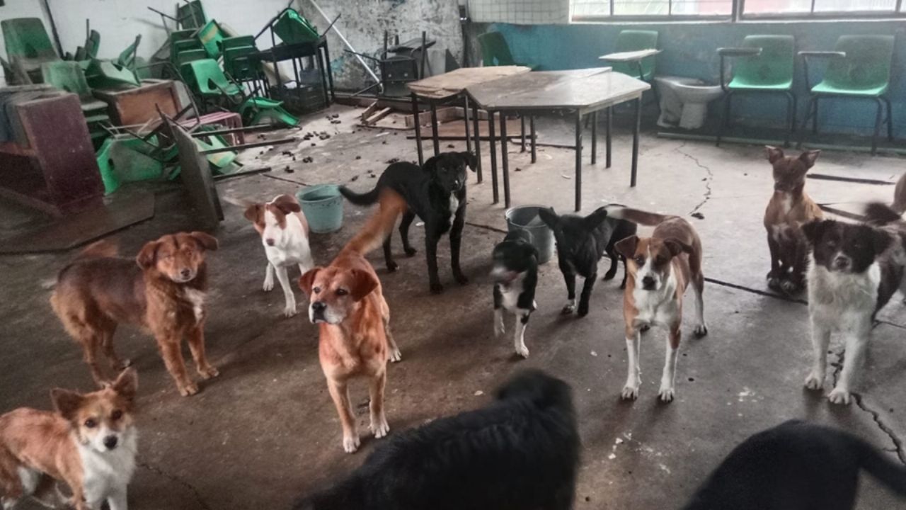 Arrestan a directora y conserje de primaria donde jauría mató a trabajadora en Edomex