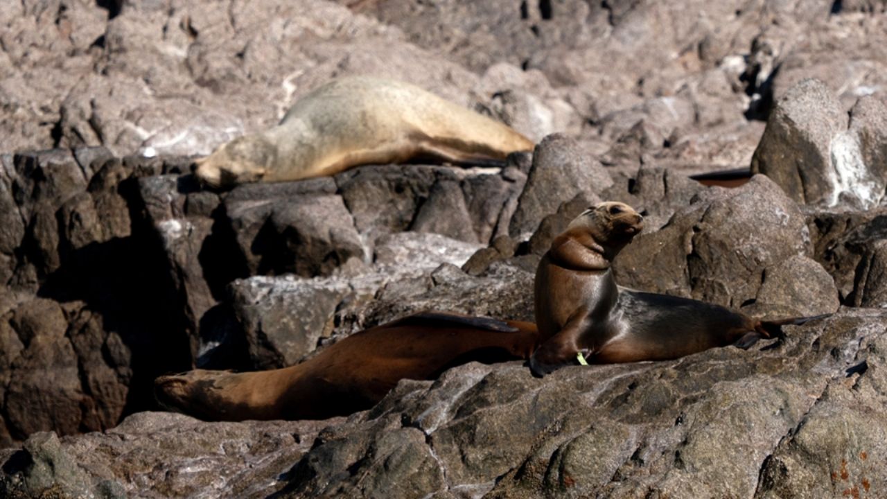 Rescatan y liberan a 13 lobos marinos en Sonora; estaban atrapados en redes de pesca