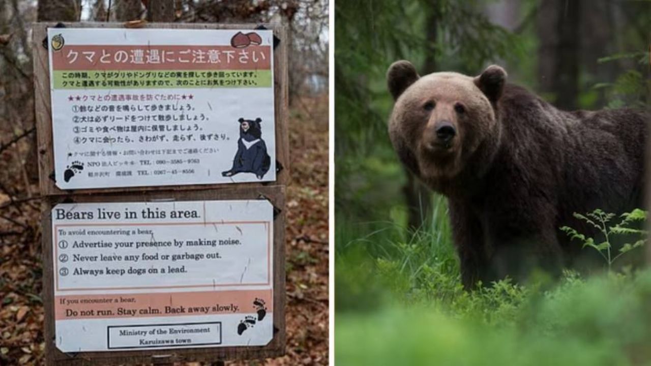 Anciano muere por ataque de oso cuando recolectaba hongos en un bosque de Japón