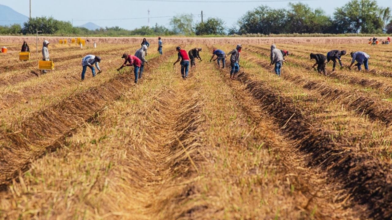 Productores del Sur de Sonora alertan sobre crisis agrícola por escasez de agua y falta de apoyos