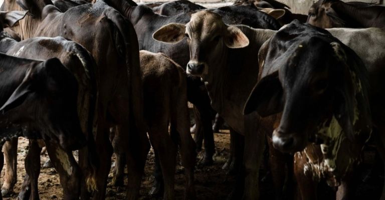 El proyecto de apoyo está dirigido a ganaderos de Sonora, Durango y Coahuila