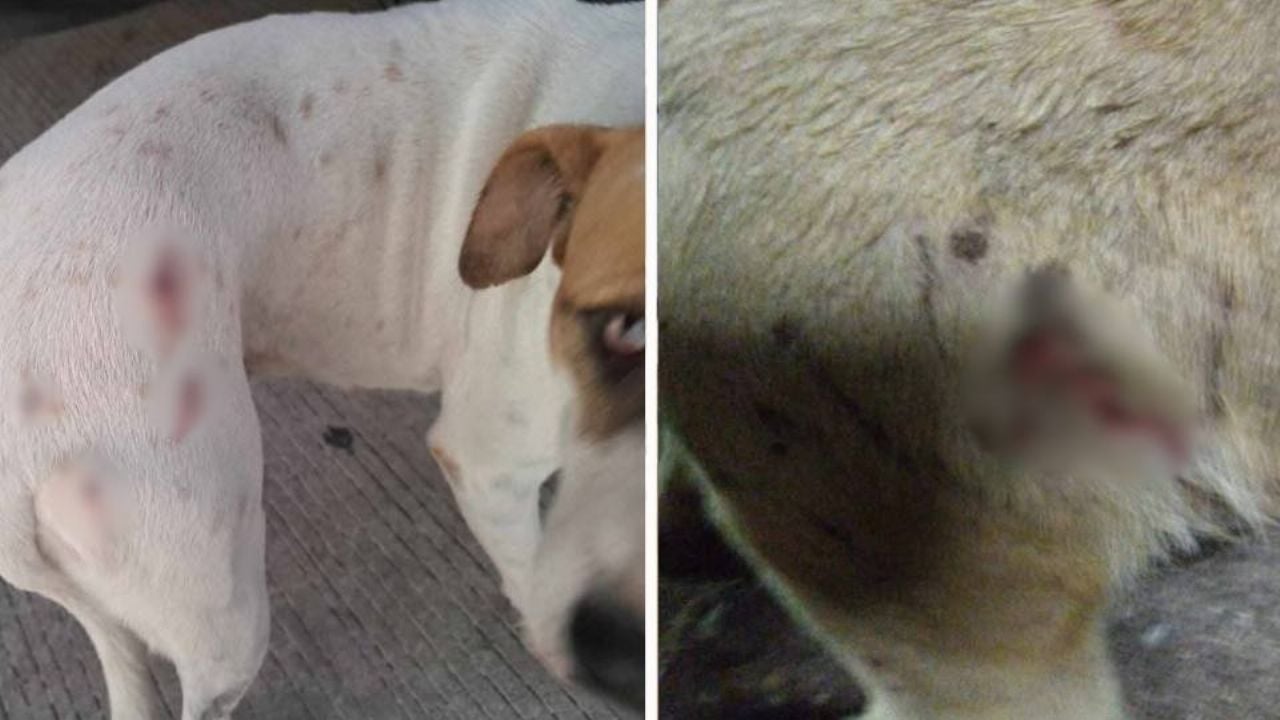 Reportan a grupo de jóvenes que le disparó a perros callejeros en sector norte de Guaymas