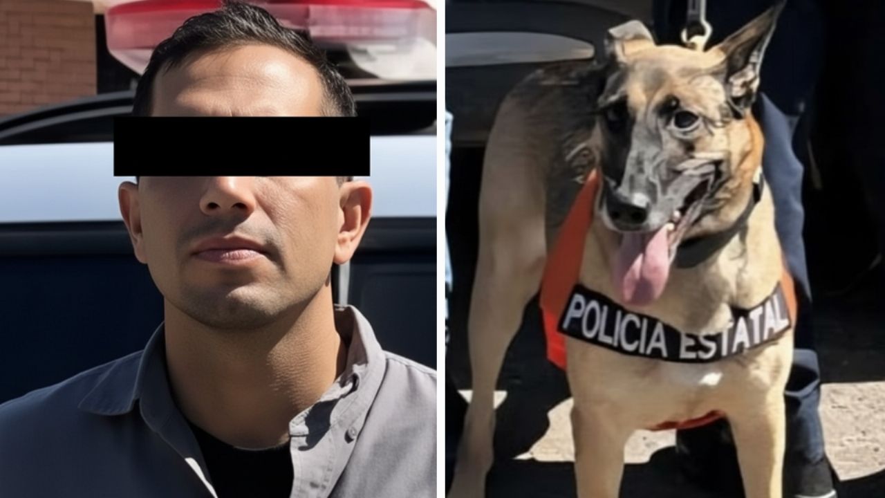 Unidad canina ayuda a detener a presunto ‘tirador’ en Hermosillo; le detectó narcóticos