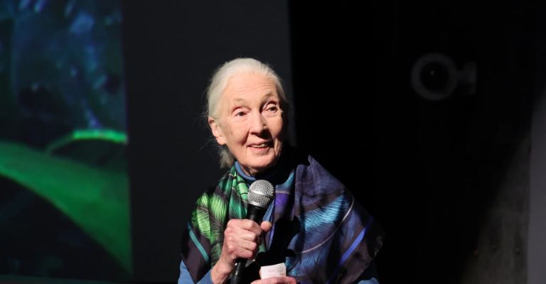 Jane Goodall pionera en el estudio de los chimpancés 