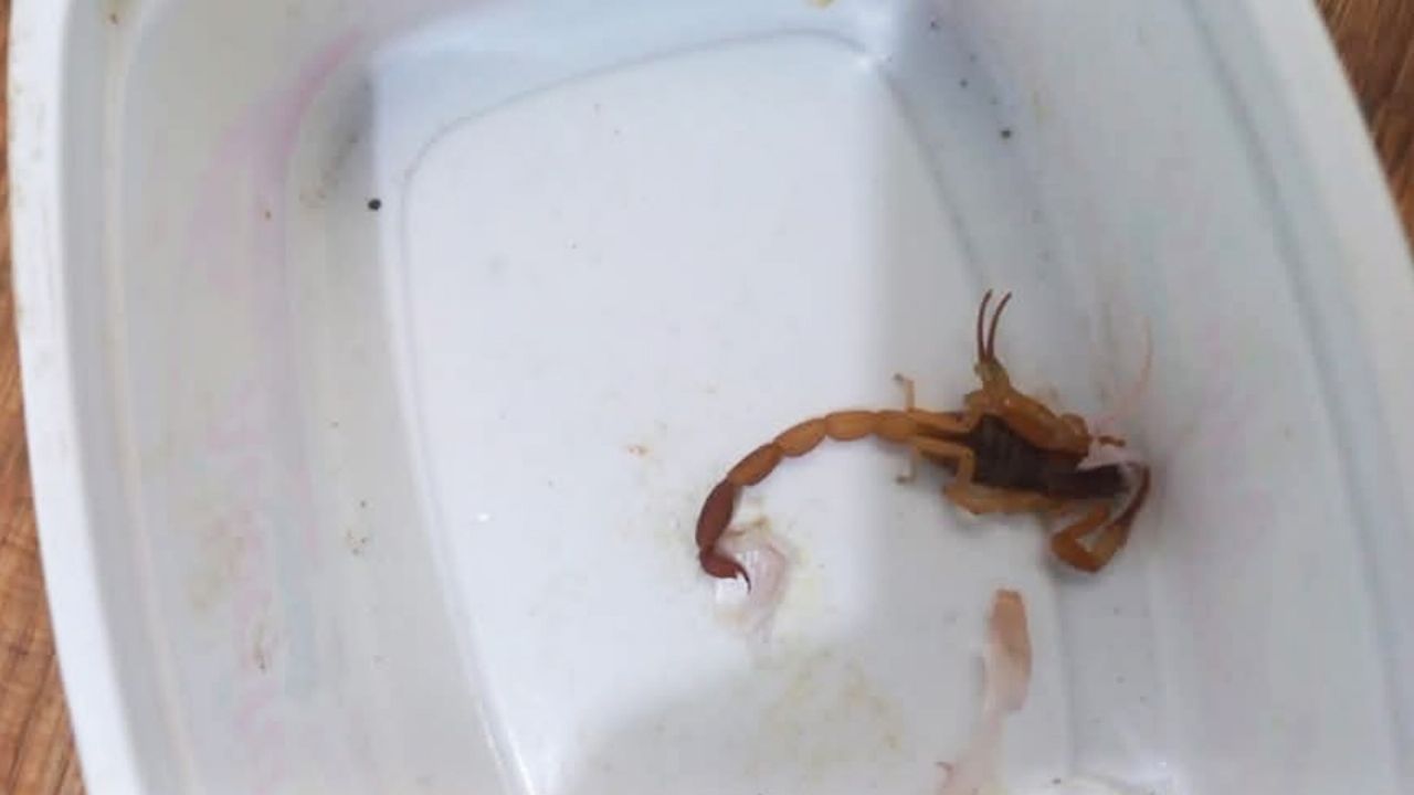 Muerte de niña en Hermosillo: IMSS admite que no había antídoto para alacrán a su llegada