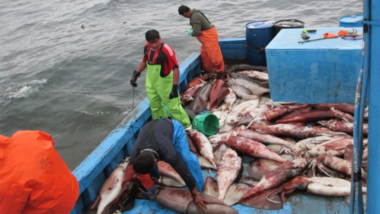 Pescadores de Guaymas y Empalme, inconformes por precio de calamar: Solo 8 pesos el kilo