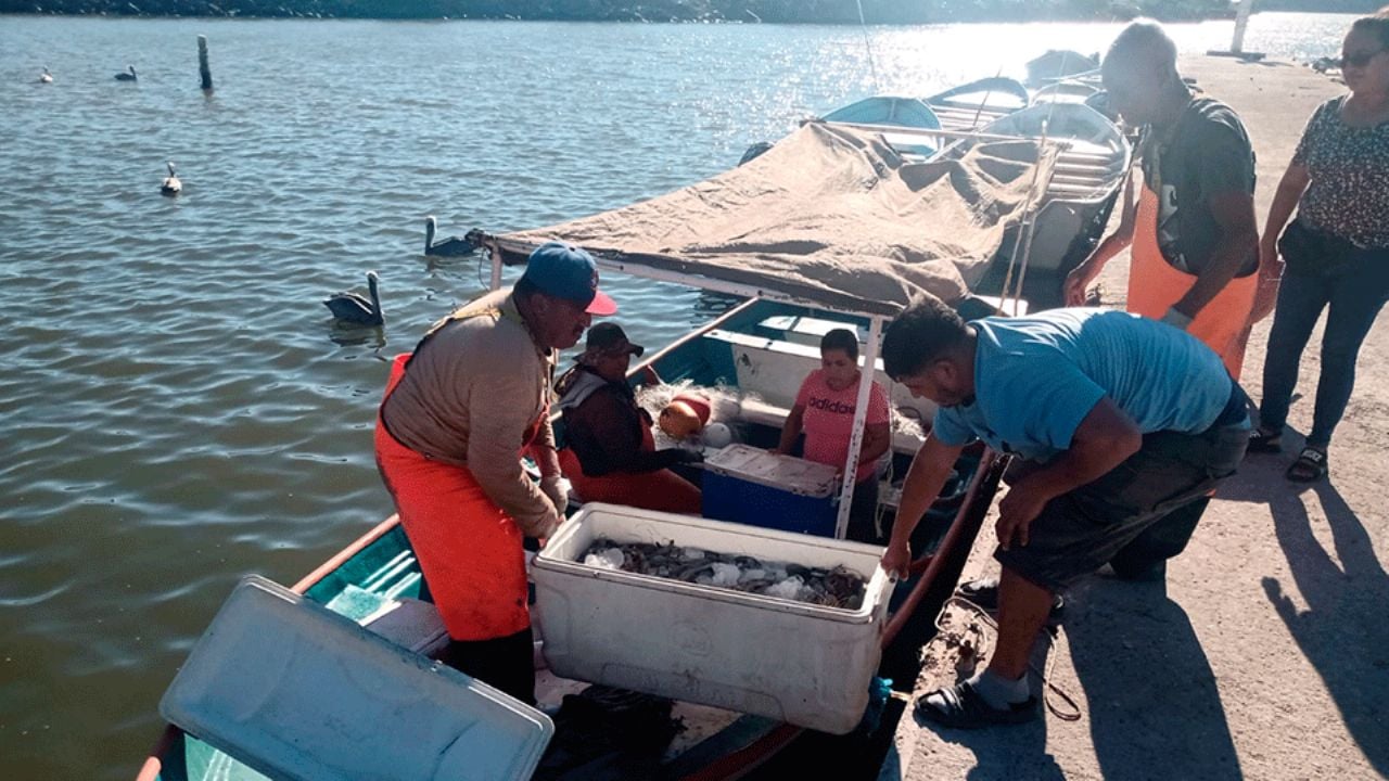 Zafra camaronera en Sonora sigue sin repuntar; pescadores reportan pocas ganancias