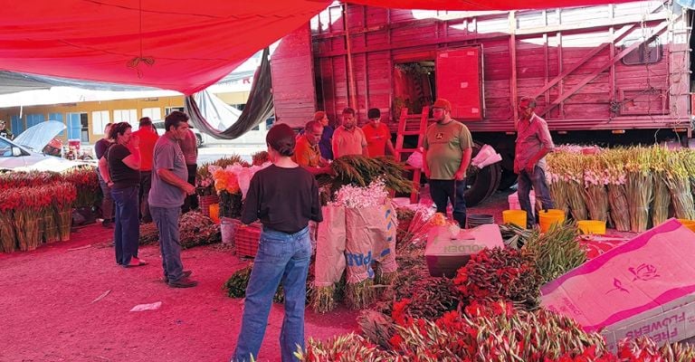Miles de flores de Michoacán llegan a Ciudad Obregón para celebrar la temporada del Día de Muertos
