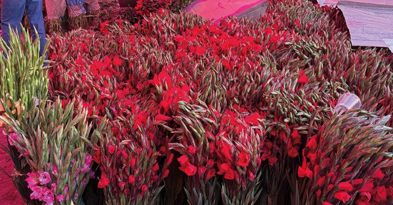 Miles de flores de Michoacán llegan a Ciudad Obregón para celebrar la temporada del Día de Muertos