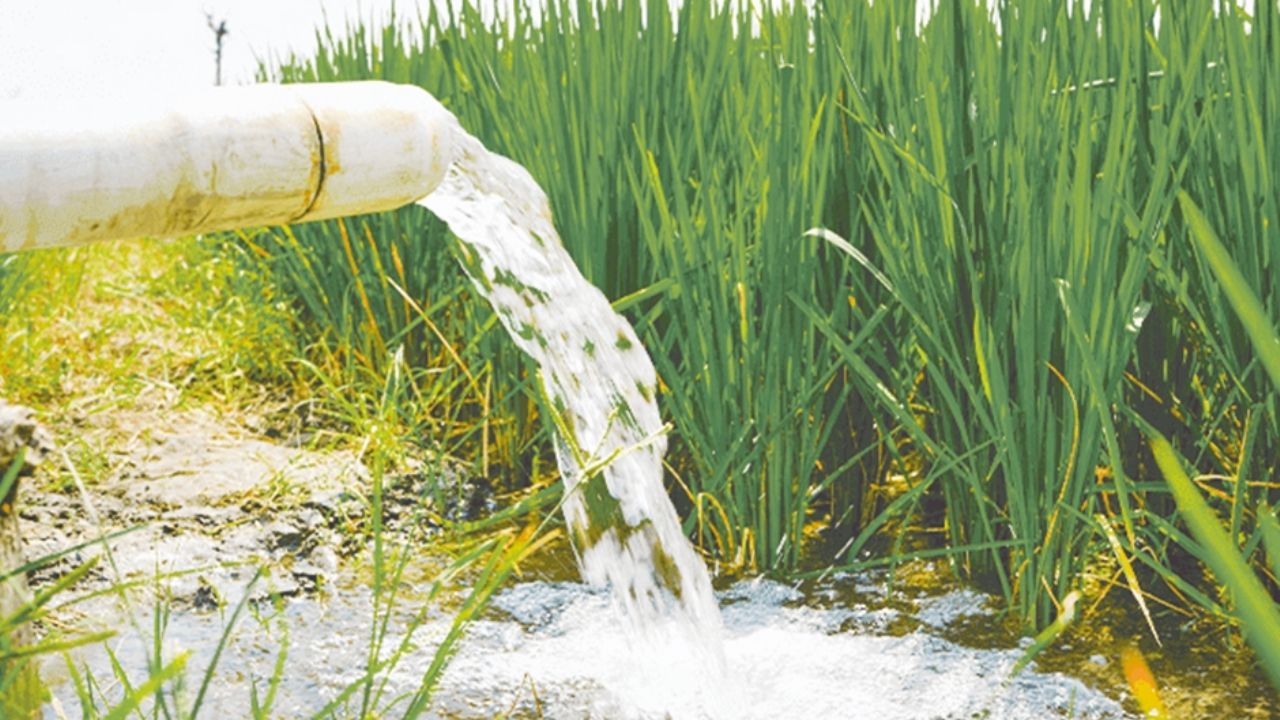 Conagua incrementa dotación de agua para riego en el Valle del Yaqui; permitirá ampliar cultivos de trigo y maíz