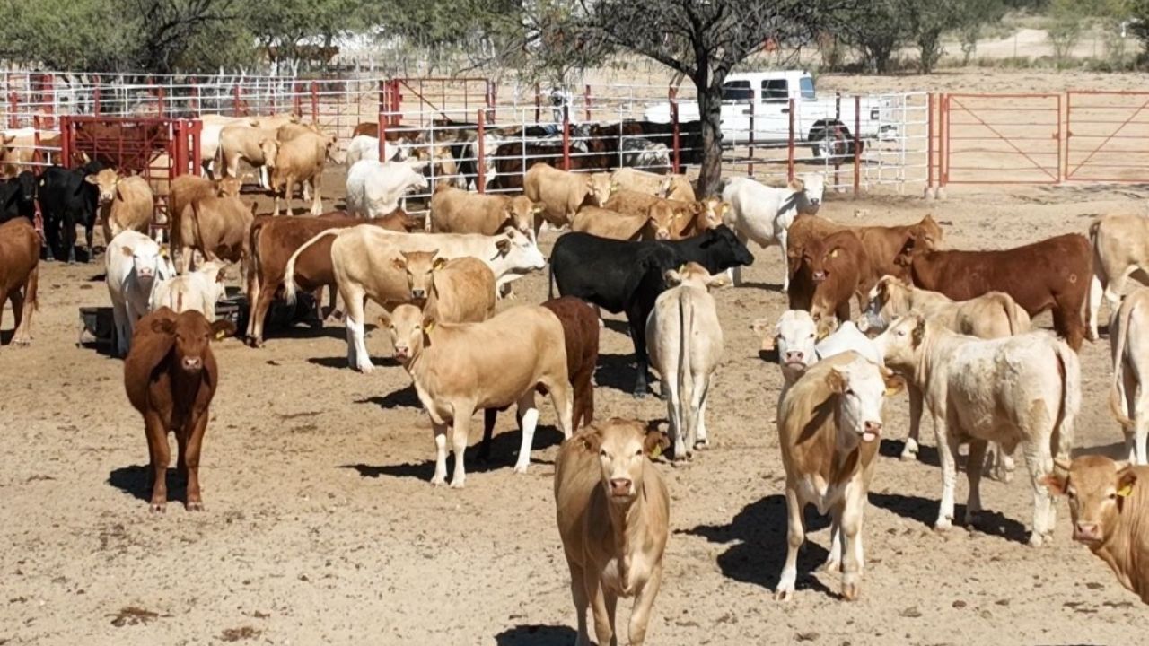 Sader Sonora elimina el plazo de 15 días hábiles para adquirir sementales
