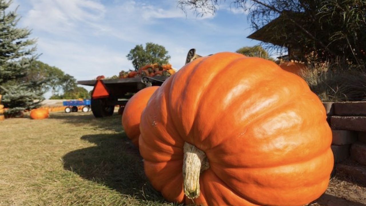 Halloween en Sonora: ¿Habrá LLUVIAS HOY viernes 31 de octubre? Pronóstico del CLIMA