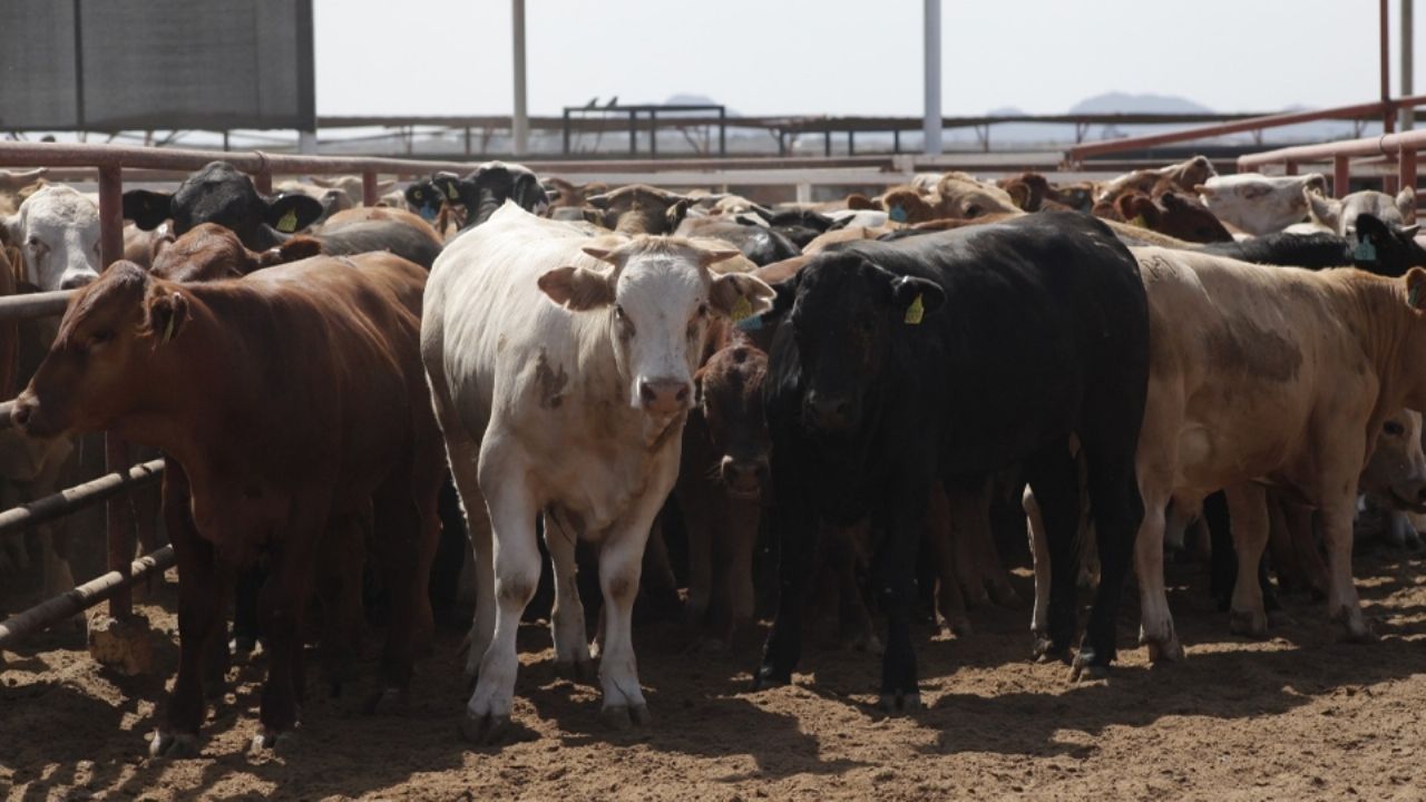 Gobierno de Texas solicita la reapertura de frontera para ganado mexicano tras crisis por gusano barrenador