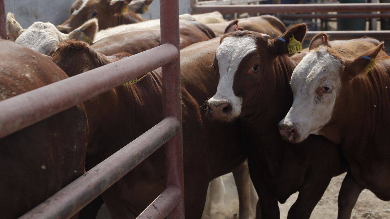 Estados Unidos y México revisan avances contra gusano barrenador
