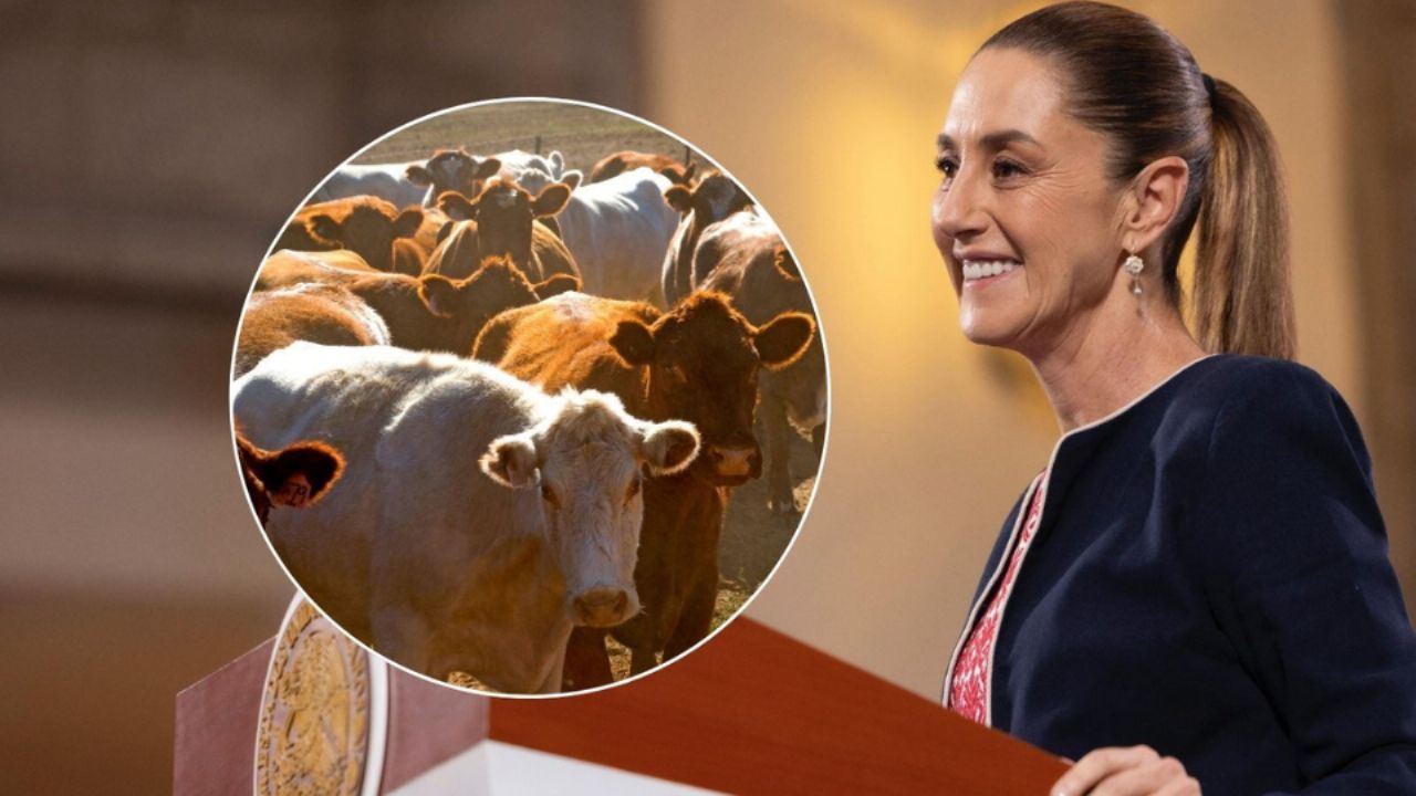 Aún sin fecha para abrir exportación de ganado a EU, “pero hay voluntad”, dice Sheinbaum