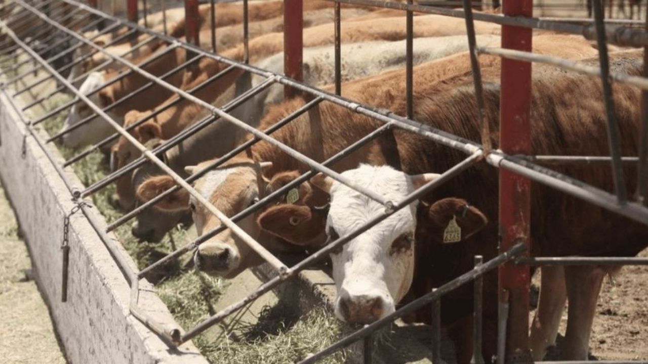 Ganaderos de Sonora refuerzan estrategias ante el cierre prolongado de la frontera para el paso de ganado en pie
