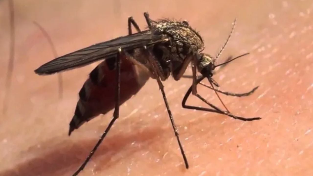 Casos de dengue van a la baja en Sonora; suman cinco defunciones en la temporada