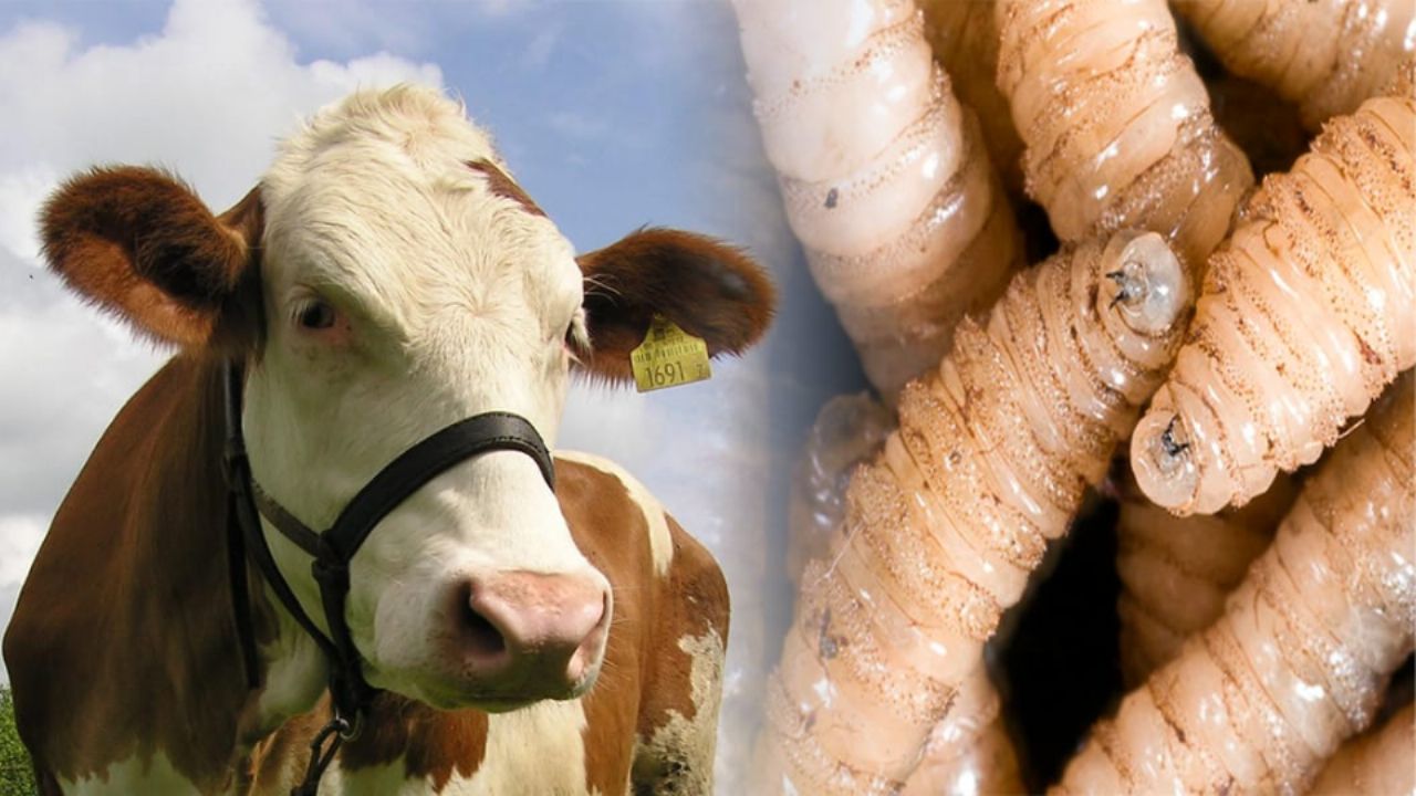 Un año de la aparición del brote de gusano barrenador en México; invierten 2 mil mdp en moscas estériles