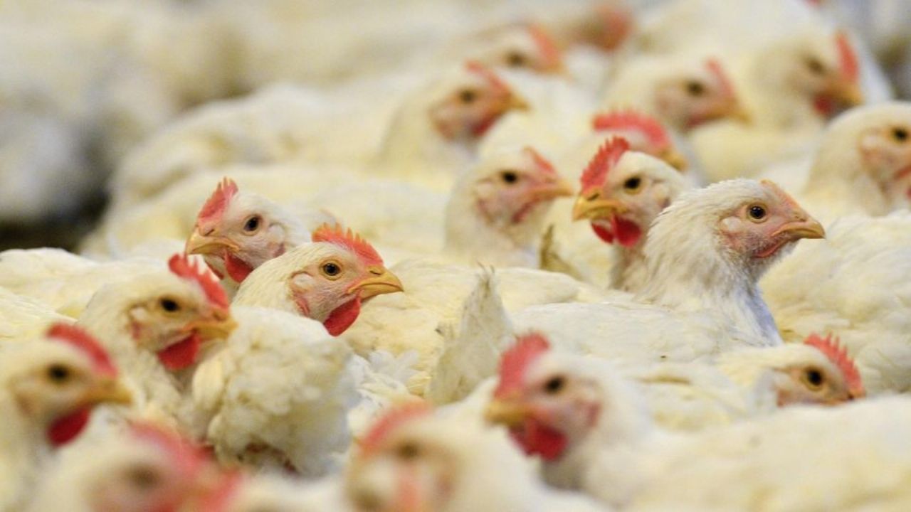 Estados Unidos registra la primera muerte humana por la cepa H5N5 de gripe aviar