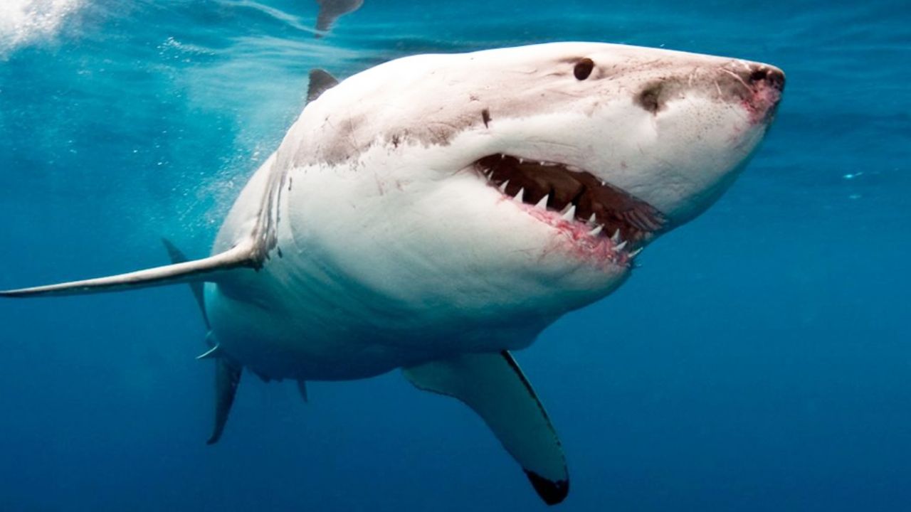 Huatabampo: Avistan tiburón de 5 metros en Camahuiroa; pescadores deben extremar precauciones