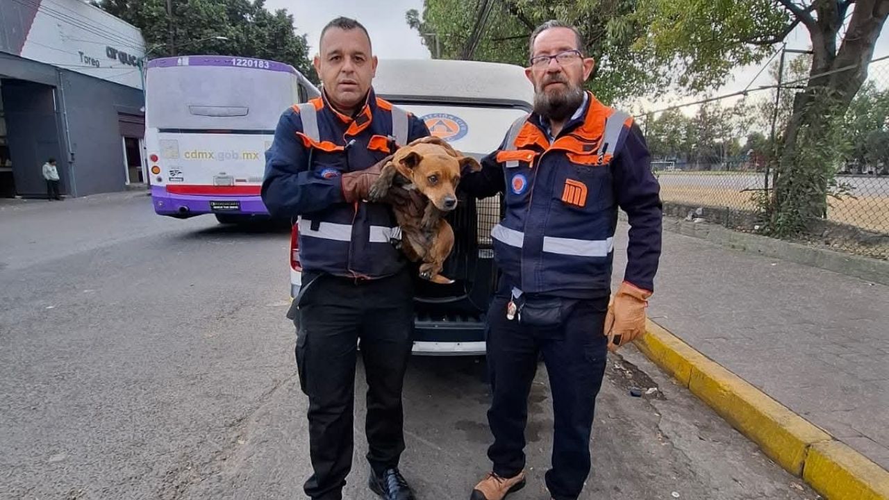 VIDEO: ‘Perrito’ causa caos en la Línea 2 del Metro y moviliza a las autoridades de CDMX