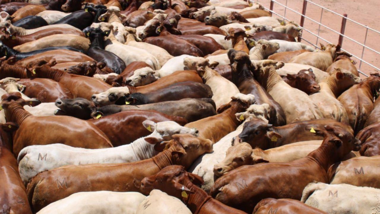 Sonora se mantiene libre de gusano barrenador, confirma Sader; se han realizado más de 790 mil inspecciones