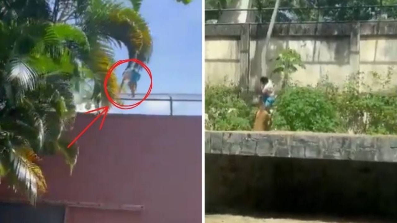 Leona mata a joven con problemas mentales que ingresó a su jaula en un zoológico de Brasil