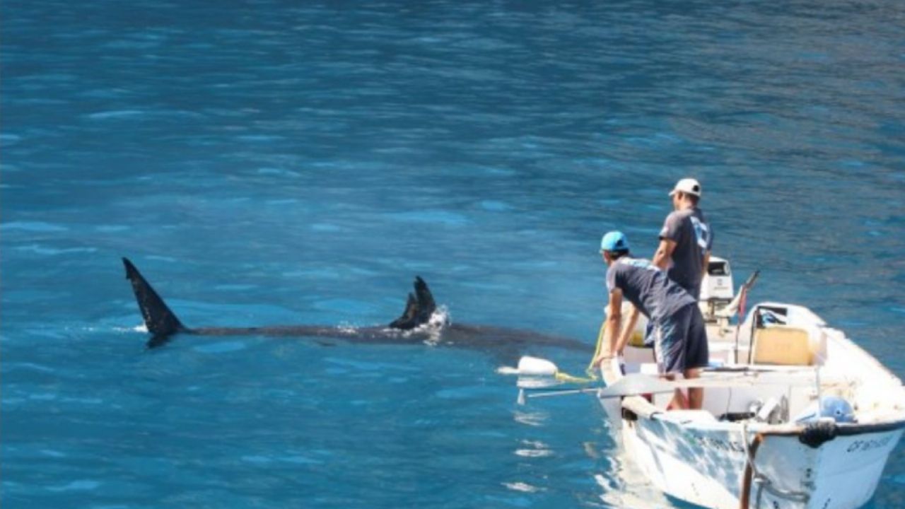 Alertan en Sonora a pescadores por creciente riesgo de tiburones en temporada de frío