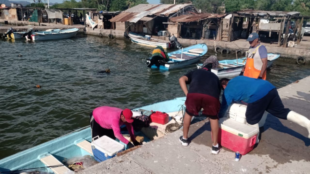 Pescadores de Guaymas ven mala temporada camaronera; “no hay producto”, afirman